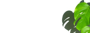 Beyaz izole bir arka planda beyaz bir çömlekte canavar bitkisi. Minimalizm kavramı. Monstera deliciosa yaprakları veya İsviçre peyniri tropikal yaprakları. Gün ışığı, sert gölgeler. Kapatın. Pankart