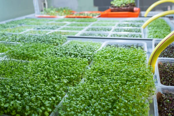 Urban microgreen farm. Eco-friendly small business. Baby leaves, phytolamp