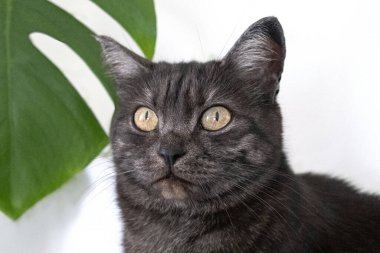 Gri evcil kedi ve evcil bitkilerin yakın plan portresi. Kedi ve bitkiler. Veteriner klinikleri için görüntü, kedilerle ilgili siteler.