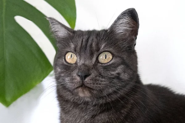 Gri evcil kedi ve evcil bitkilerin yakın plan portresi. Kedi ve bitkiler. Veteriner klinikleri için görüntü, kedilerle ilgili siteler.