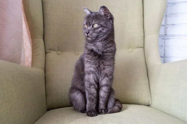 緑のアームチェアに座っている国内の灰色の短毛猫のクローズアップ肖像画 家に猫が2匹 獣医クリニック 動物飼料 猫ブログの画像 — ストック写真