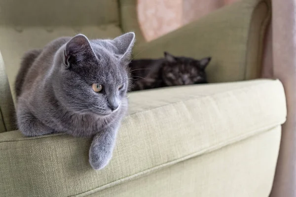 Close-up portret van een huisgrijze steno kat zittend op een groene fauteuil. twee katten thuis. Afbeelding voor dierenkliniek, diervoeding, kat blog. — Stockfoto