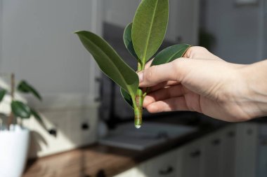 İncir kesikleri. Saksı bitkisi yetiştiriyorum. Ficus elastica