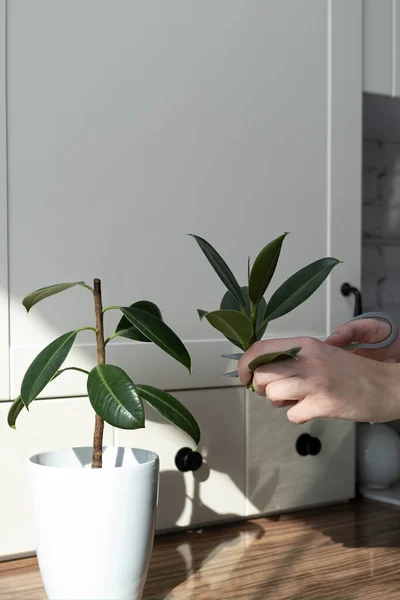 Estacas Ficus Reprodução Plantas Vaso Ficus Elastica — Fotografia de Stock