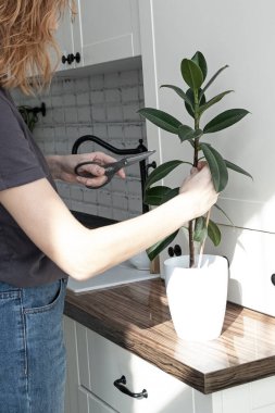 İncir kesikleri. Saksı bitkisi yetiştiriyorum. Ficus elastica