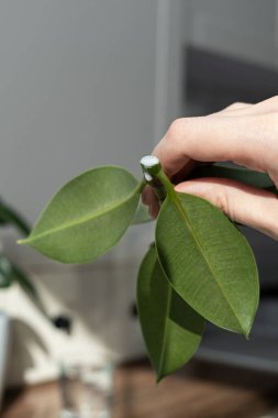 İncir kesikleri. Saksı bitkisi yetiştiriyorum. Ficus elastica