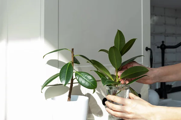 Estacas ficus. Reprodução de plantas em vaso. Ficus elastica. — Fotografia de Stock