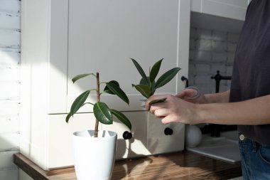 İncir kesikleri. Saksı bitkisi yetiştiriyorum. Ficus elastica.