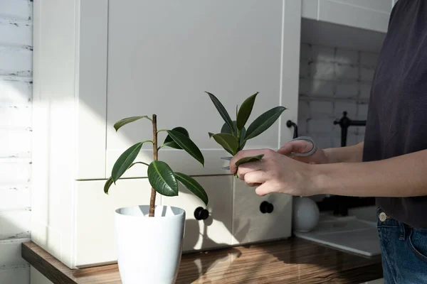 Estacas ficus. Reprodução de plantas em vaso. Ficus elastica. — Fotografia de Stock