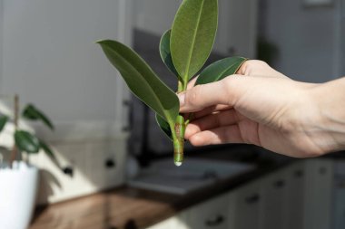 İncir kesikleri. Saksı bitkisi yetiştiriyorum. Ficus elastica.