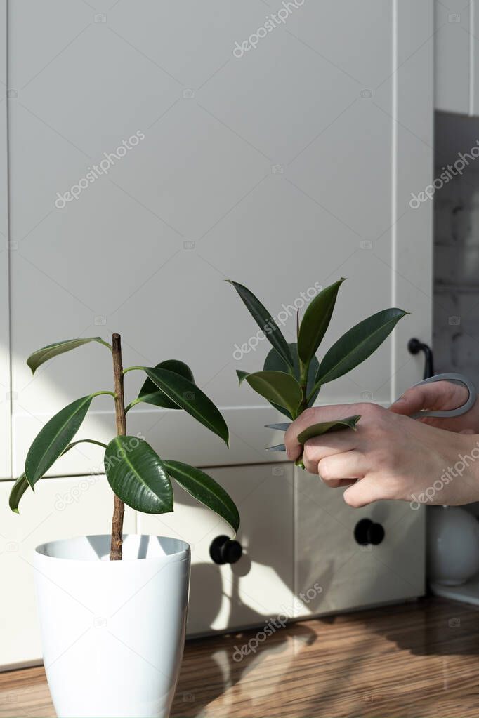 ficus cuttings. Breeding potted plants. Ficus elastica.