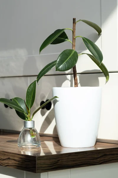 Ficus cuttings. Breeding potted plants. Ficus elastica. — Stock Photo, Image