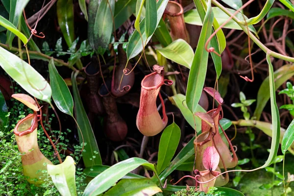 Plantas São Predadoras Insect Catcher Plant Jardim Botânico Flores Raras — Fotografia de Stock