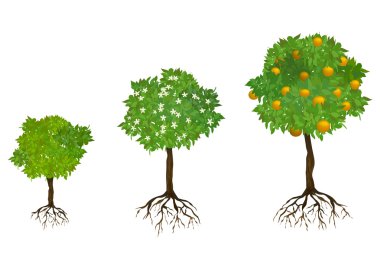 Ağaçların kökleri ile büyüyen