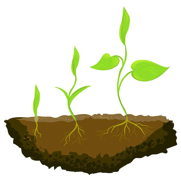 Drei Pflanzen, die im Boden wachsen — Stockvektor