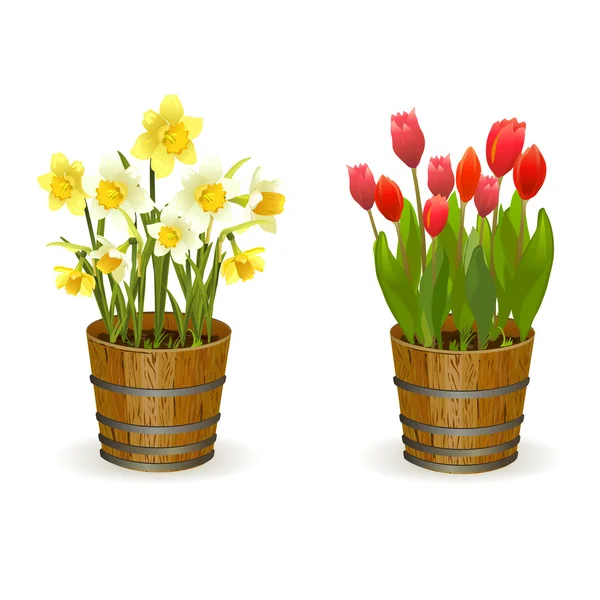 Spring flowers daffodils and tulips — Stock Vector