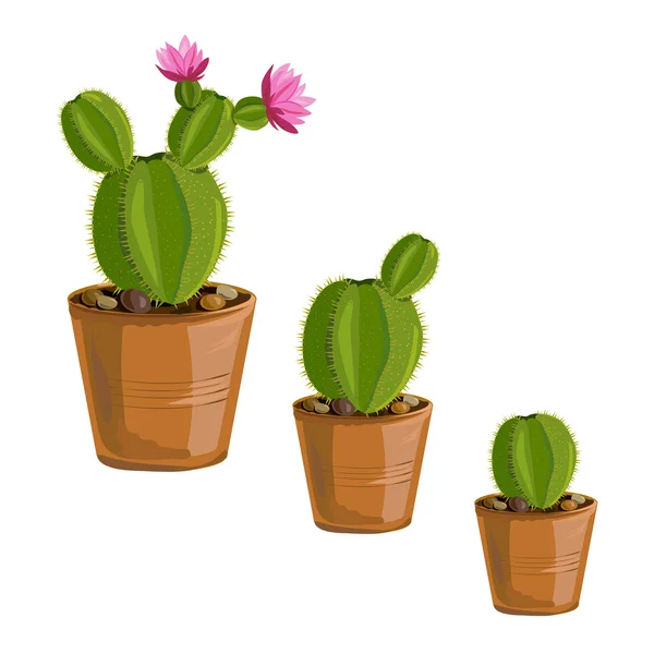 De groei cactus planten in potten — Stockvector