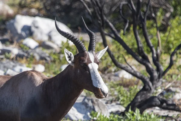 Bontebok w prowincji Przylądkowej Zachodniej — Zdjęcie stockowe