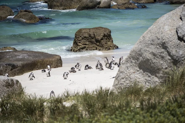 Güney Afrika Afrika penguenler