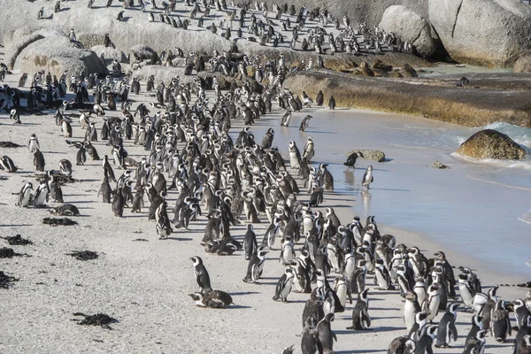 Güney Afrika Afrika penguenler