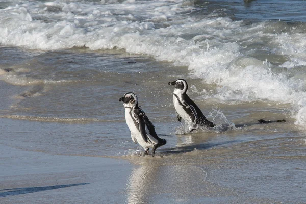 Güney Afrika Afrika penguenler