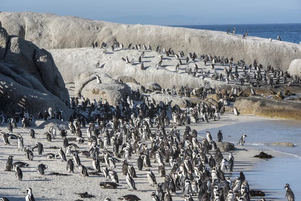Güney Afrika Afrika penguenler