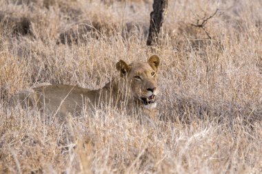 Aslanlar bir kill sonra rahatlatıcı