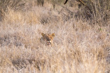 Aslanlar bir kill sonra rahatlatıcı