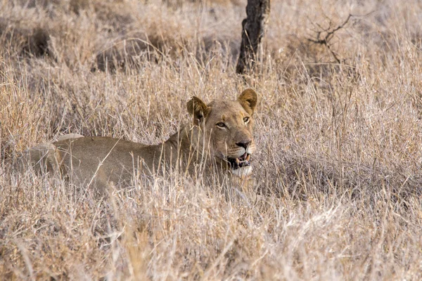 Aslanlar bir kill sonra rahatlatıcı