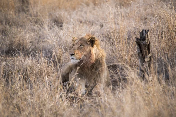 Lions se détendre après un meurtre — Photo