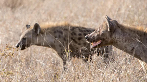Z bliska zauważył hiena — Zdjęcie stockowe