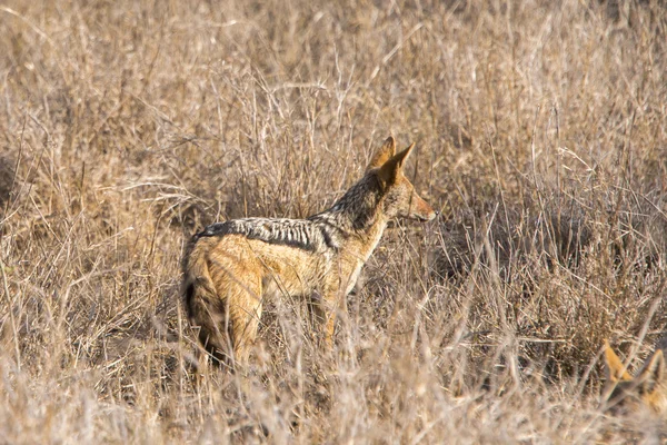 kara sırtlı çakal uyarı altında