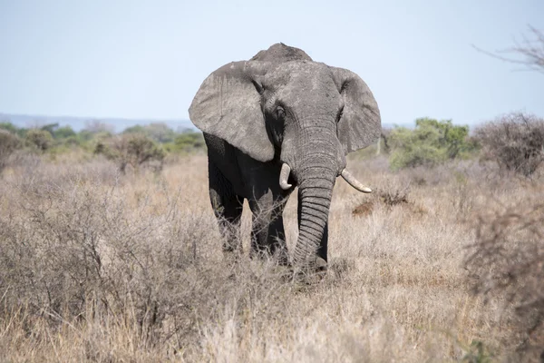 Toro elefante africano — Foto de Stock