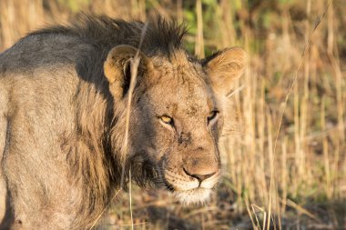 Aslanlar bir kill sonra dinlenme