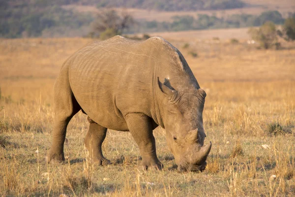 White rhinoceros grazing — Stock Photo, Image