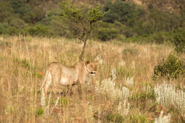 Lions resting after a kill — Stock Photo, Image