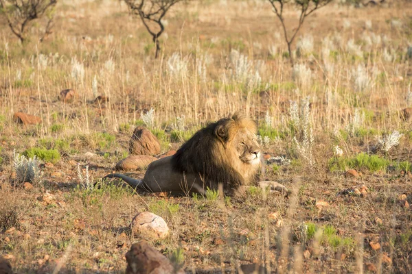 Leones descansando después de una muerte —  Fotos de Stock