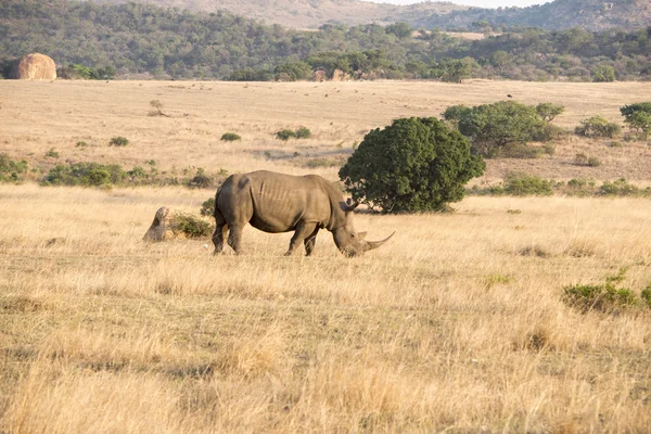 White rhinoceros grazing Royalty Free Stock Images