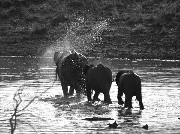 Elefantes africanos en Pilanesberg — Foto de Stock