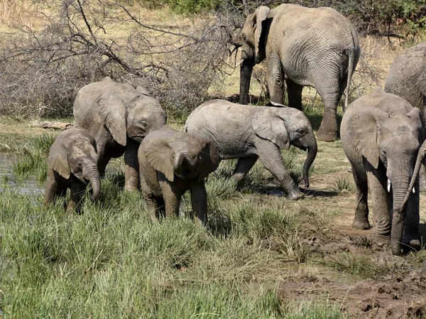 African elephants at Pilanesberg — Stock Photo, Image