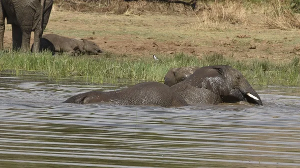 Pilanesberg, Afrika filleri
