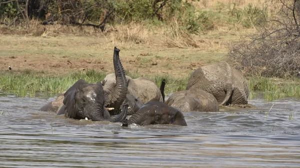 Afrikanska elefanter i Pilanesberg — Stockfoto