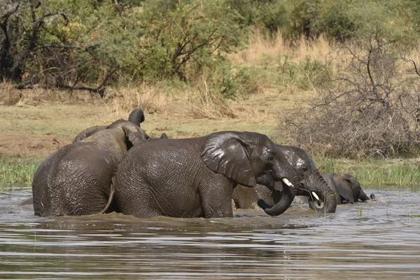 Pilanesberg, Afrika filleri