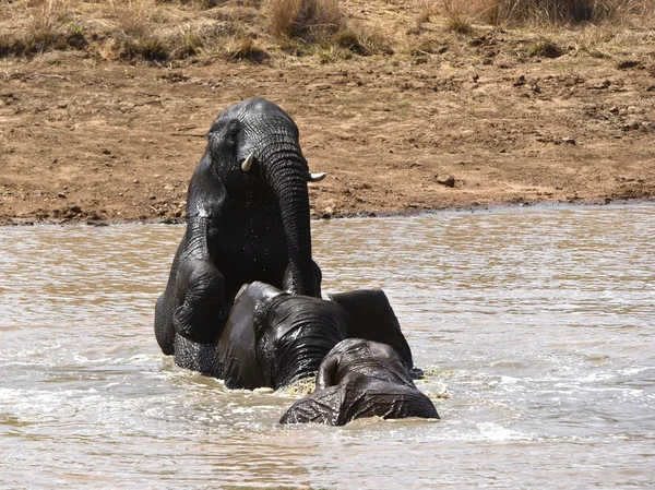 Afrikanische Elefanten am Pilanesberg Stockbild