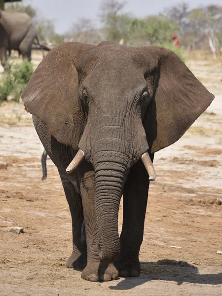 Afrikanska elefanter — Stockfoto