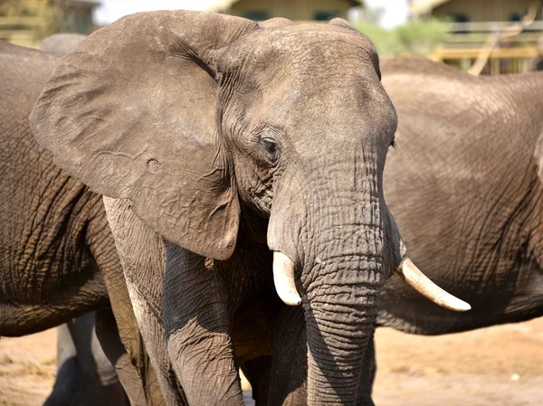 African elephants — Stock Photo, Image