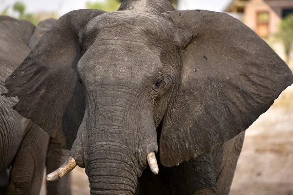 Afrikanische Elefanten — Stockfoto