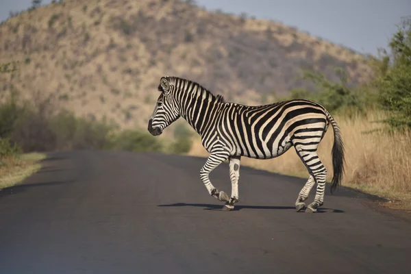 Afrika yaban hayatı