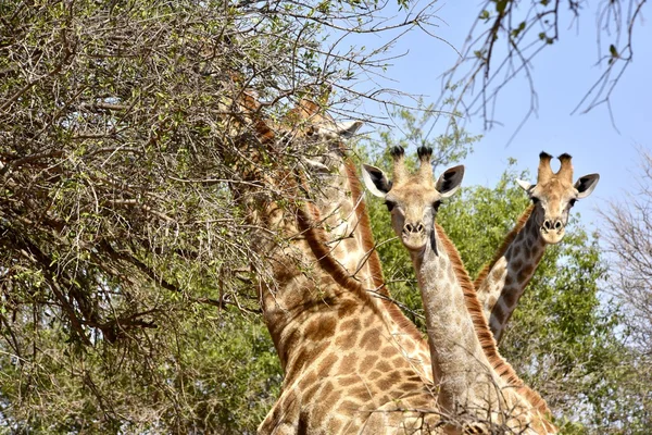 Zürafalar bir akasya ağacı besleme