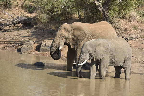 Afrikanska elefanter i vatten — Stockfoto